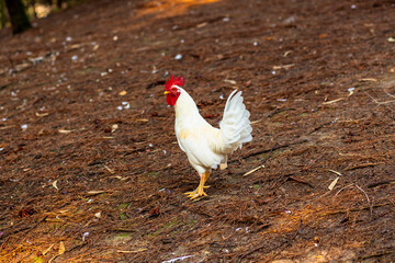 portrait of free and alone white rooster in the field