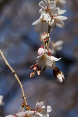 本満寺の枝垂れ桜