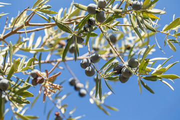 Branch of olive tree with fruits and leaves