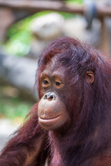Portrait of a sad face of an orangutan,