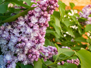 lilac flowers in the garden