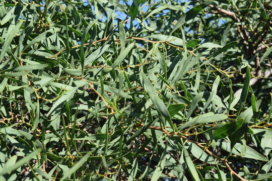 Green foliage of southern blue gum tree (Eucalyptus globulus)