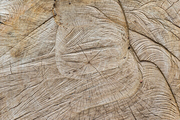 Fototapeta premium wood texture background