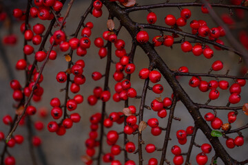 Close-up of wild red berries, rowan bush.