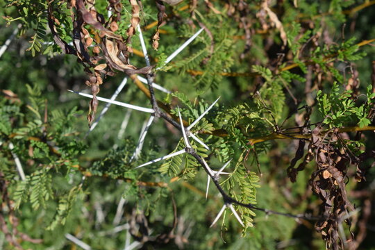 Foliage and thorns of honey locust (Gleditsia triacanthos), also known as the thorny locust or thorny honeylocust