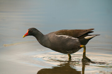 The common moorhen (Gallinula chloropus)