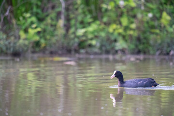 The Eurasian coot (Fulica atra)