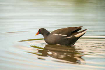 The common moorhen (Gallinula chloropus)