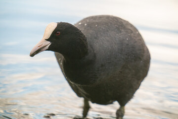 The Eurasian coot (Fulica atra)