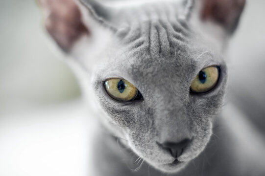 Selective focus. Small gray domestic cat Sphynx close-up and copy space....