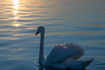 a swan enjoying the first sunrays of the day