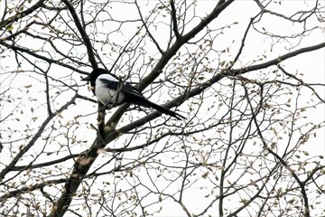 Eine diebische  Elster in einem Baum