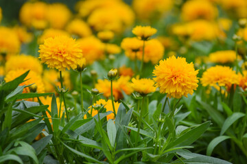 gefülltes Mädchenauge