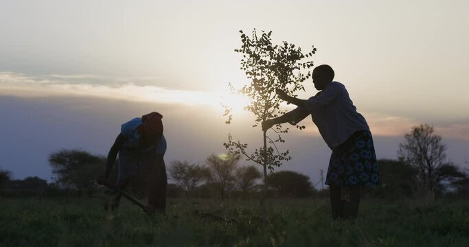 Back lit. Silhouette.Two black African woman farmers planting trees to combat climate change