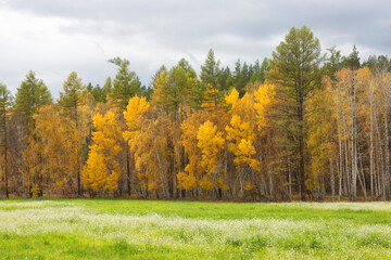 Autumn landscape with birches on a sunny day