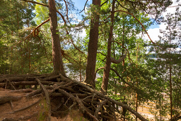Pines with open roots on the shores of Lake Sapsho in Smolenskoye Poozerye