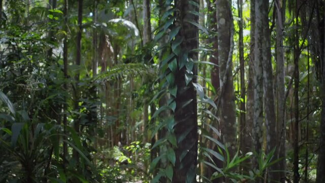 Creeper plant on tree in rainforest of Kondalilla park Queensland Australia