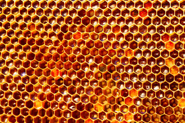 Bee honeycombs with honey close up, a natural background