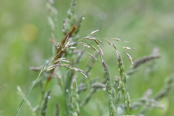 Raindrops glisten on the flower panicles of grasses