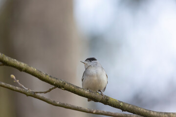 A blackcap sings in the forest on a branch against a blurred background