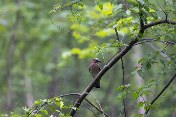 A jay sits on the branch of a spruce in the forest