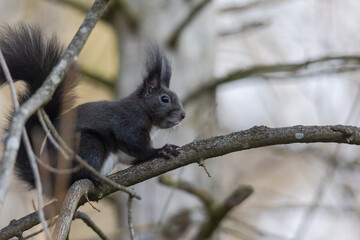 Naklejka na ściany i meble European brown squirrel in winter coat on a branch in the forest