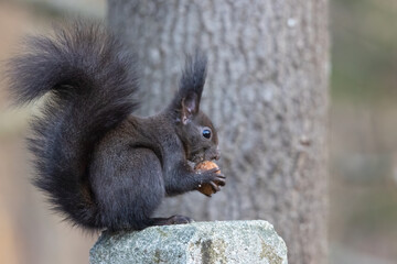 Naklejka na ściany i meble A dark brown European squirrel sitting on a branch