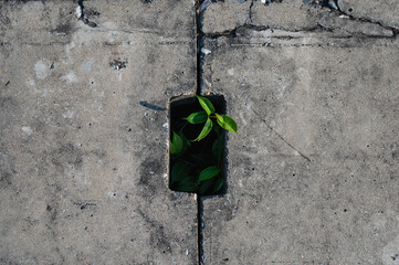 Plant trying to live and grow in sewer