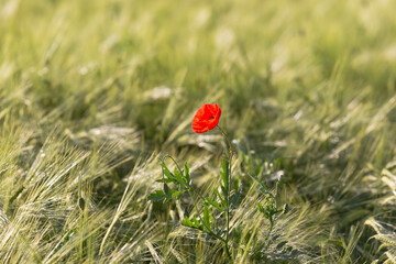 Flowering corn poppy in a ripening wheat field