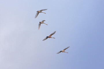 four young swans flying in formation in cloudy sky