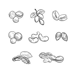 set of outline nut drawings, illustration templates, icons isolated.