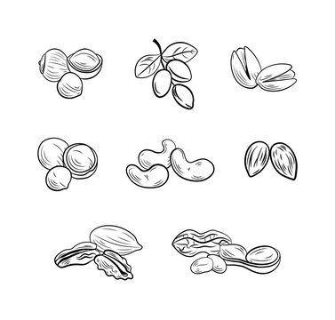 set of outline nut drawings, illustration templates, icons isolated.