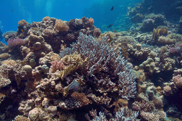 Plakat Korallenriff - Corals - Rotes Meer - Red Sea