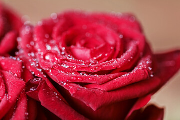 Drops of water on blooming red rose