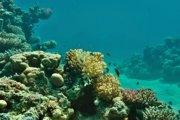 Naklejka na ściany i meble Korallenriff - Corals - Rotes Meer - Red Sea