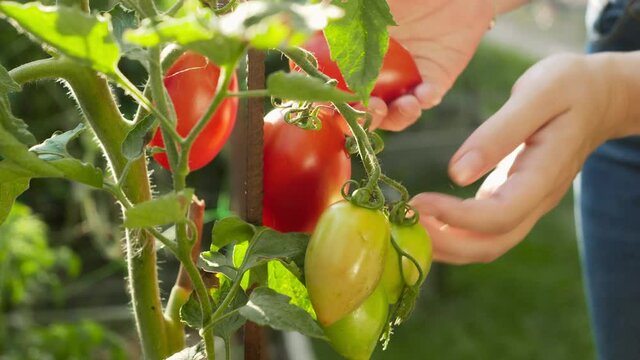 Female gardener picking ripe red tomatos in backyard garden. Concept of organic food, nutrition and domestic farming