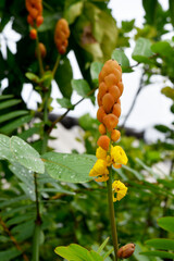Yellow Senna alata the ringworm tree among green leaves on a blurred background, is an herbal remedy for constipation. 