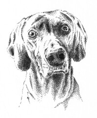 Portrait of Weimaraner