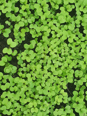 green water lilies