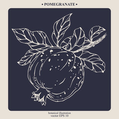 Vector hand darwn pomegranate. Eps 10. Line-art botanical illustration