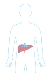 Illustration with liver internal organ. Human body anatomy. Health care and medical image.