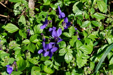 Pansy Violet, Heartsease or Viola odorata blooming in the garden, Sofia, Bulgaria  