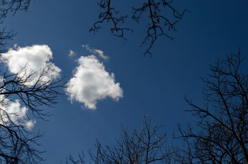 Natural background of cloudy sky and tops of budding deciduous trees, Sofia, Bulgaria   