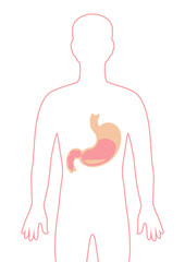 Illustration with stomach internal organ. Human body anatomy. Health care and medical image.