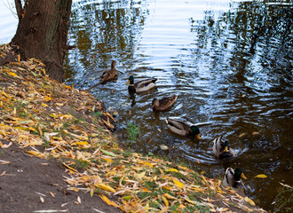 flock of ducks swimming in pond lake. Mallard ducks birds family in water with autumn yellow leaves. Selective focus on right duck.