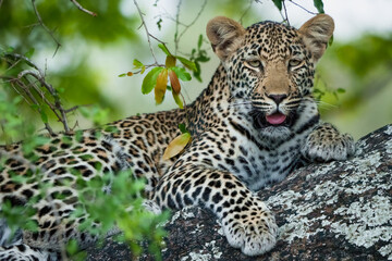Leopard (Panthera Pardus) female in a African ebony or jackal-berry (Diospyros mespiliformis) tree. South Africa.