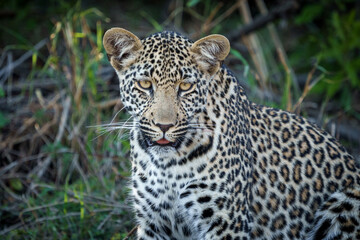 Fototapeta na wymiar Leopard (Panthera Pardus) female. Mpumalanga. South Africa.
