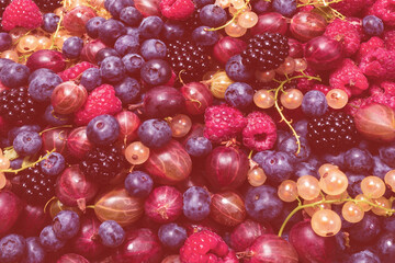 Gooseberries, blueberries, mulberry, raspberries, white and red currants.