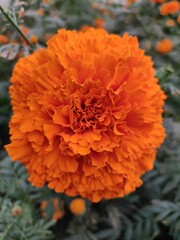 orange dahlia flower