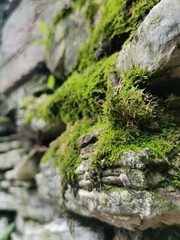 moss covered rocks